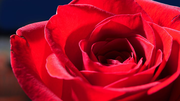 Rose, rose rouge, fleur, pétales