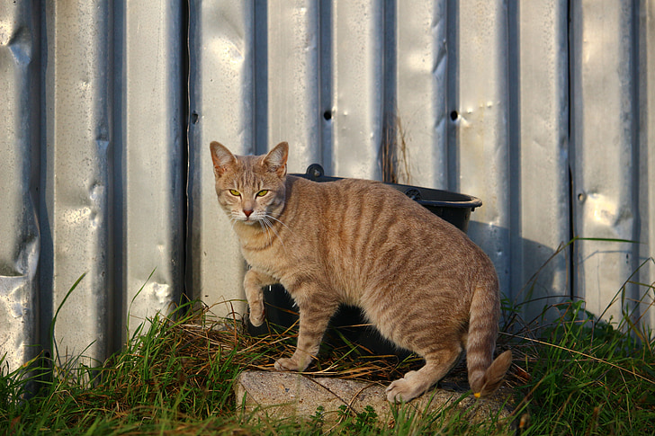 cat, mackerel, breed cat, metal wall, domestic cat, siamese cat, cat face