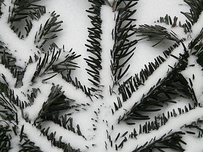 holly, pine needles, needles, branch, fir, silver fir, white fir