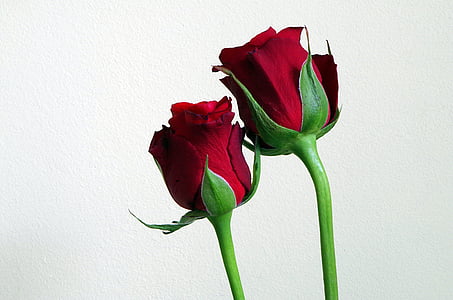 fleurs, roses rouges, composition