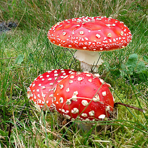 mushrooms, natural, toxic, red, fungus, poisonous, fly Agaric Mushroom