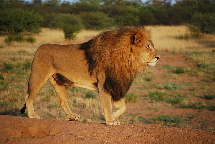 Lion, fierté, Predator, crinière, chat, Lion - féline, l’Afrique