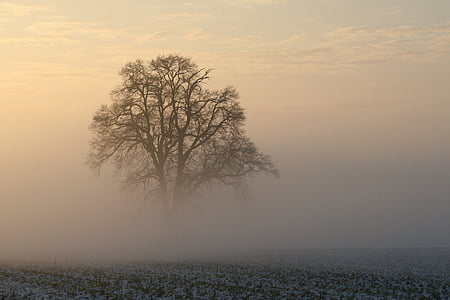 冬天, 雾, 雪, 清晨的阳光, 感冒, 景观, 自然