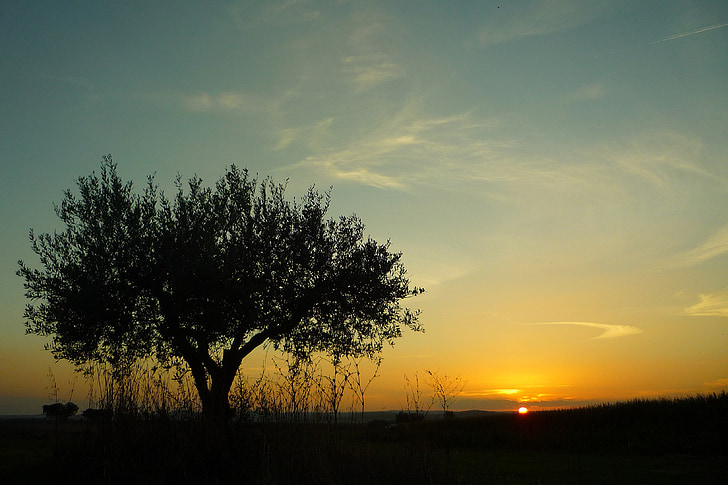 campomayor, Alentejo, Portugalia, z oliwek, zachód słońca, pole, rozległe