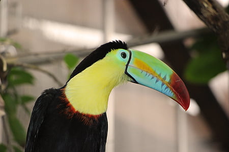 toucan, keel, bird, poultry, tropics, one animal, animal wildlife
