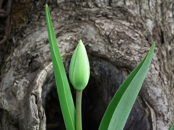 Tulip, Hoa, mùa xuân, lá, Bud, màu xanh lá cây, màu xanh lá cây