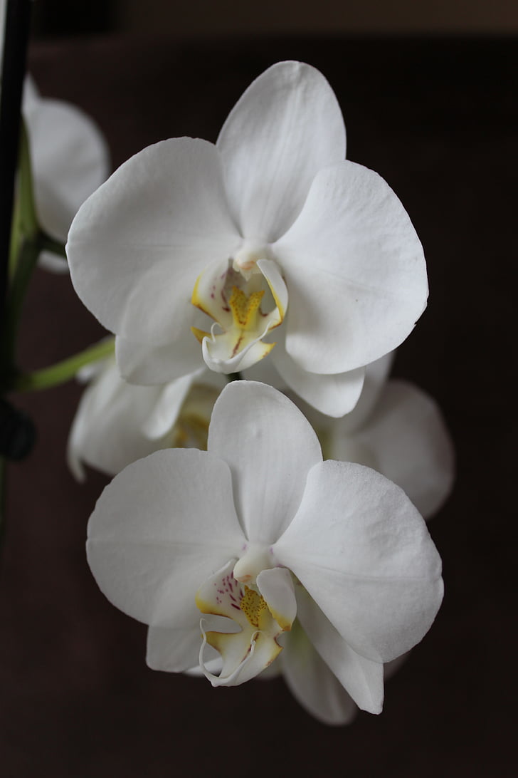 Orchid, blomst, hvit, blomster, anlegget, natur, petal