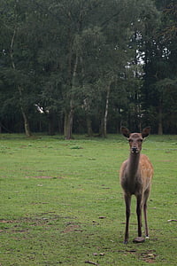le chevreuil, daim, Red deer, Parc animalier, Forest