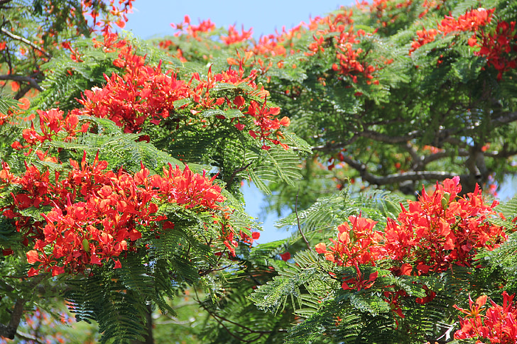 Flamboyant, Locust boon plant, bloemen, rood