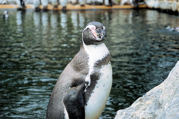 pingvin, fågel, vatten fågel, Humboldt pingvin, simma, djur, vatten