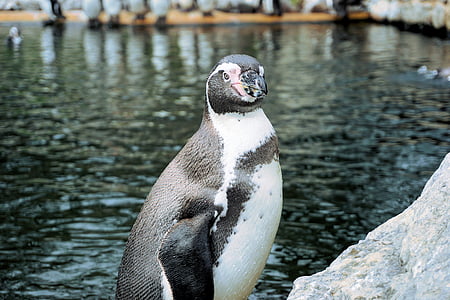 tučňák, pták, vodní pták, tučňák Humboldtův, plavání, zvíře, voda
