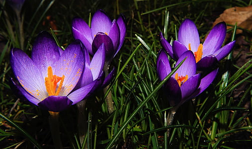 Crocus, bunga, ungu, bunga musim semi, alam, bühen, musim semi