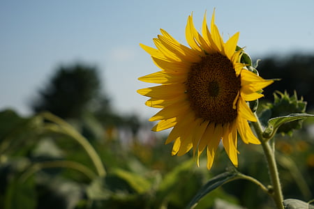 слънчоглед, лято, жълти цветя, природата, изрязване, семена, жълто