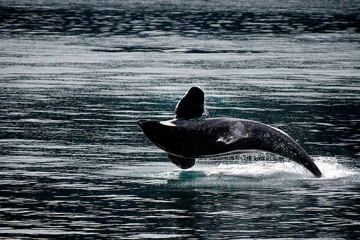 Großer Schwertwal, Orca, Verstoß gegen, springen, Ozean, Säugetier, Tier