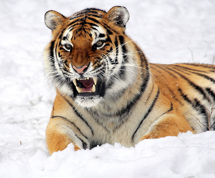 snowfield, nature, Tiger, Snow, Growling, Zoo, Big Cat