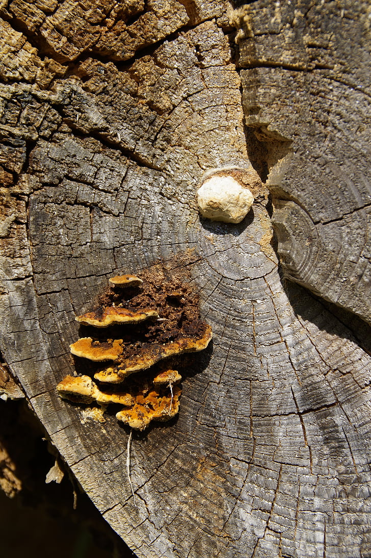 버섯, 나무 곰 팡이, bannwald, 똑, dewdrop, 트리, 자연