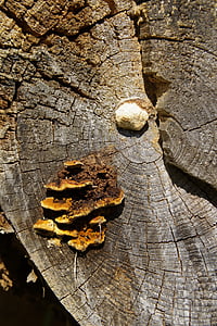 mushroom, tree fungus, bannwald, drip, dewdrop, tree, nature