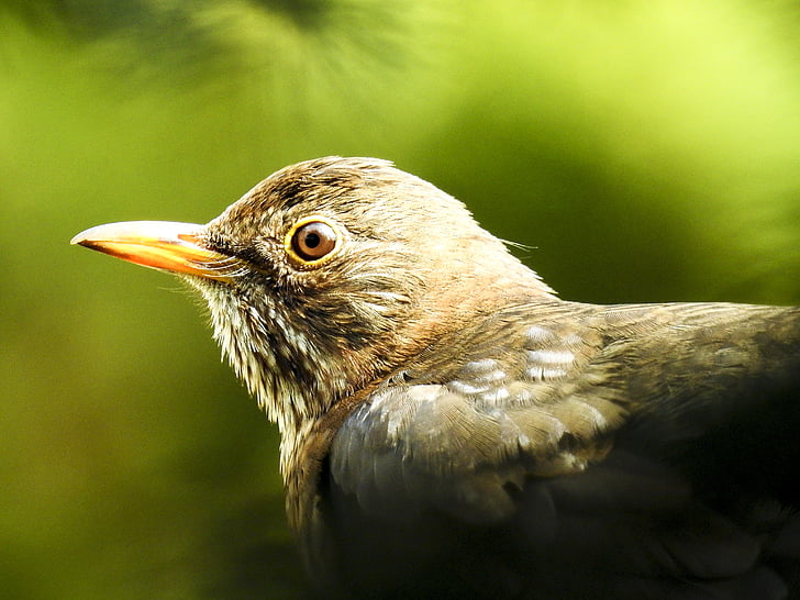 blackbird, bird, songbird, garden bird, animal, nature