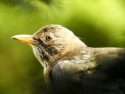 Blackbird, burung, Songbird, Taman burung, hewan, alam