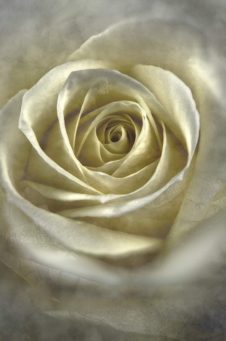 Hoa hồng, trắng, Hoa, Yêu, Hoa hồng trắng, Hoa, lãng mạn