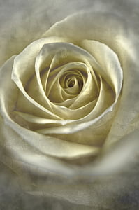 slējās, balta, puķe, mīlu, balta roze, ziedu, romantisks