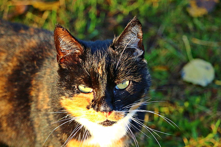 macska, mieze, cica, három színű, szerencsés cat, házimacska, ősz