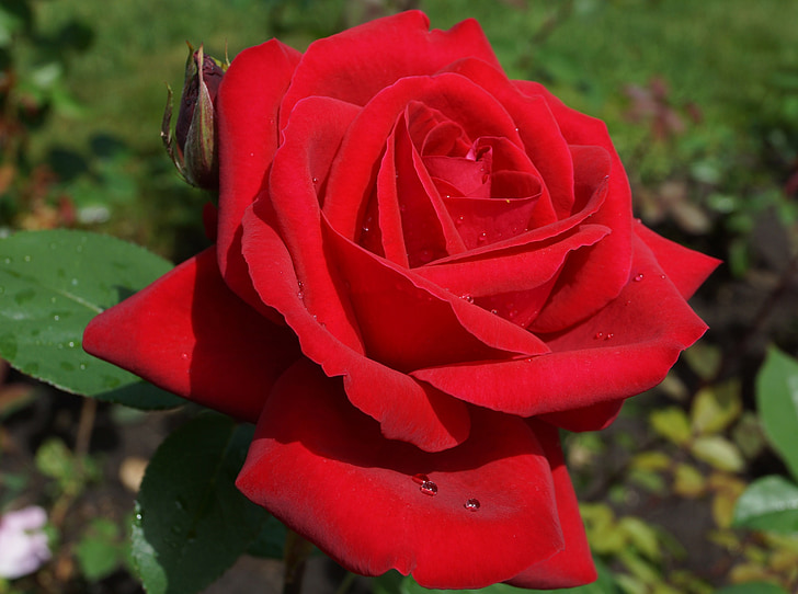 λουλούδια, κόκκινο τριαντάφυλλο, κήπο με τριανταφυλλιές, τριαντάφυλλο, φύση, κόκκινο, φυτά