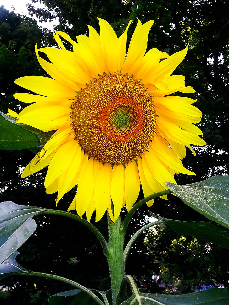 слънчоглед, природата, жълто, цвете, лято, растителна, Селско стопанство