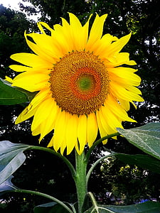 bunga matahari, alam, kuning, bunga, musim panas, tanaman, pertanian