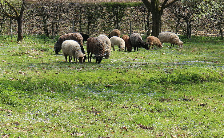 sheep, meadow, pasture, idyll, community, together, animal