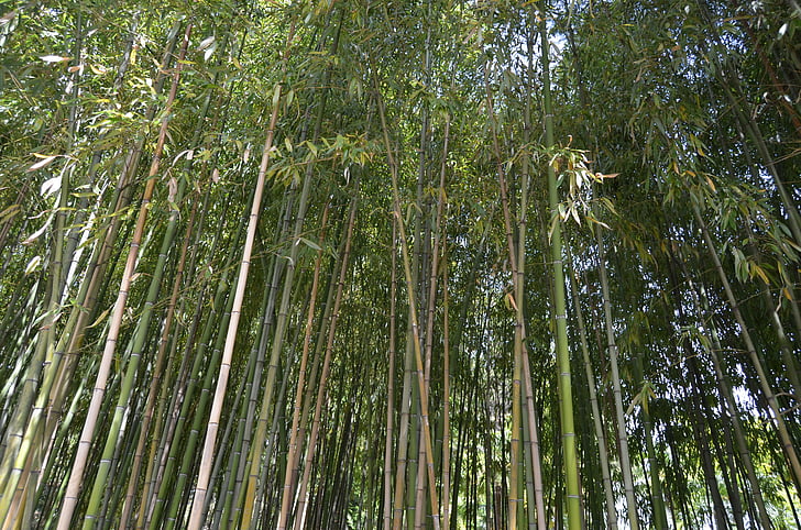 bambus, narave, gozd