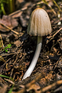 coprinus, mushroom, coprinopsis atramentaria, coprinus atramentarius