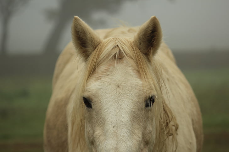 poni, hevonen, kotimaan, Söpö, sumu, sumu, Natural horse