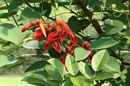 Cockspur Korallenbaum, Cry-Baby-Baum, Blumen, Knospen, Erythrina Crista-galli, Fabaceae, Kodagu