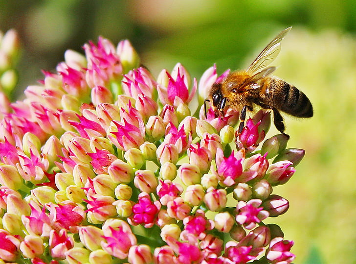 蜜蜂, 绽放, 开花, 植物区系, 花, 昆虫, 宏观