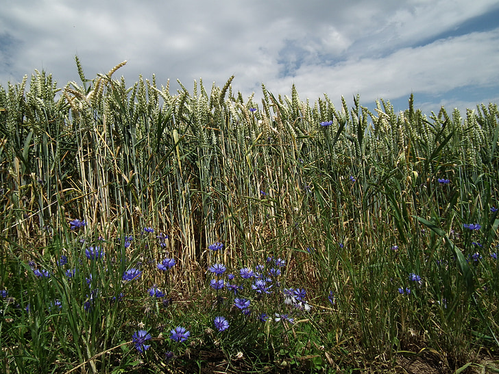 cornfield, field, cereals, grain, ear, cornflower, blue