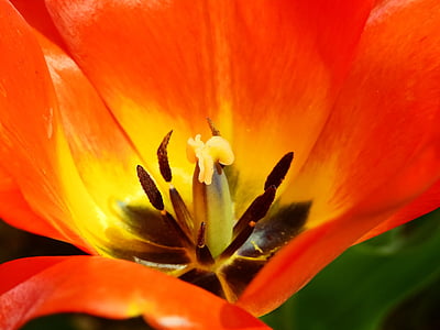 tulipano, fiore, Blossom, Bloom, natura, primavera, pianta