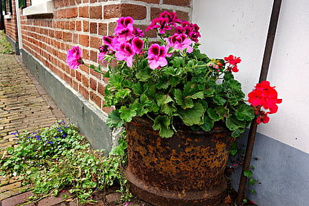 geranium, bunga, panci, pot bunga, dinding, batu bata, hijau