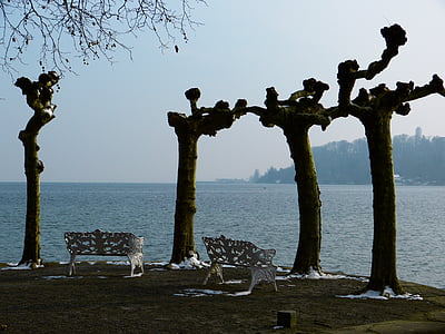 winter, mood, plane trees, bank, view, water, lake constance