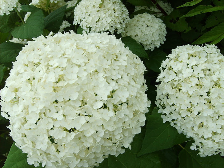 Hortenzija, balta gėlė, vasaros, Romantiškas, sodas