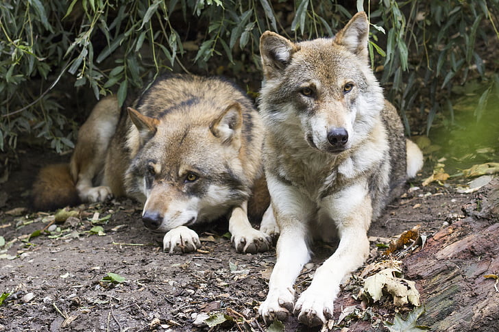 vilkai, Canis Raudonoji, du vilkai, Europos vilkas, Nešulinis gyvulys, plėšrūnas, laukinių gyvūnų