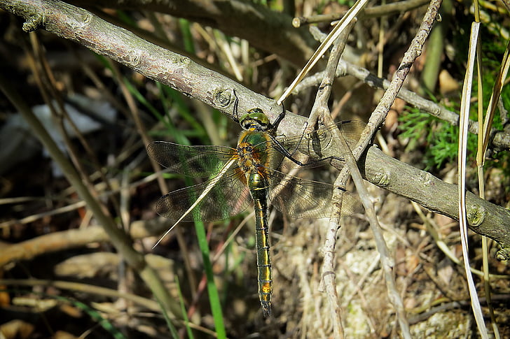 Dragonfly, hmyz, jezero, banka