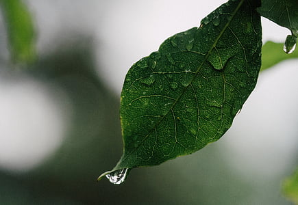 liść, deszcz, upuść, roślina, sezon, wody, kropla