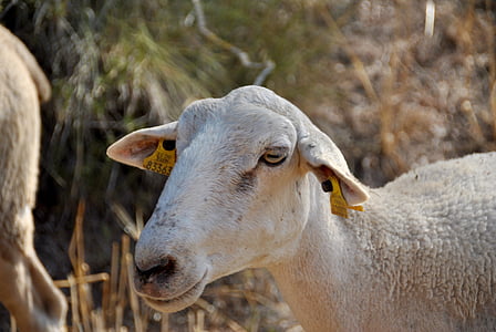 πρόβατα, κατσίκα, φύση, κοπάδι, αγρόκτημα, ζώο, φάρμα των ζώων