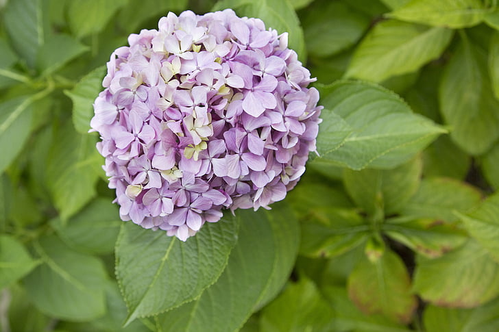 hydrangeaceae, lilac, floral, blossom, flower, bloom, petal