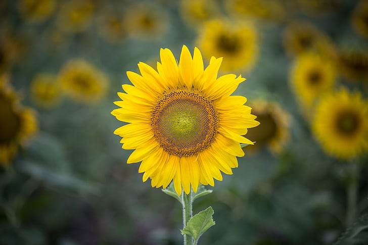 bunga matahari, fotografi, bunga, kuning, kelopak, kerapuhan, tanaman