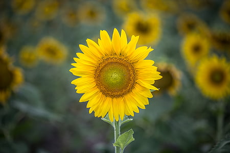 sunflower, photography, flower, yellow, petal, fragility, plant