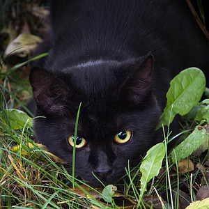 gatito, gato, animal, negro, ojos, ojos de gato, cara de gato