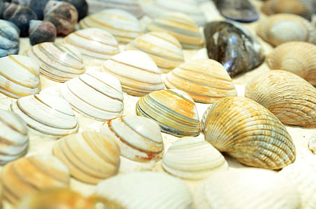 mussels, beach, still life, holiday, sand, sea, animal Shell