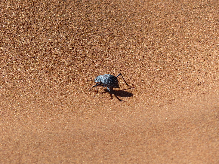 sossusvlei, beetle, namib desert, wüstensand, desert, sand, insect
